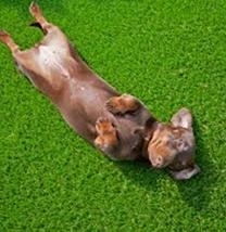 狗狗为什么会吃草