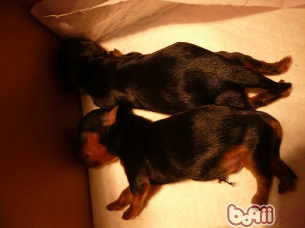 新犬进屋,行动指南 新犬进屋,行动指南