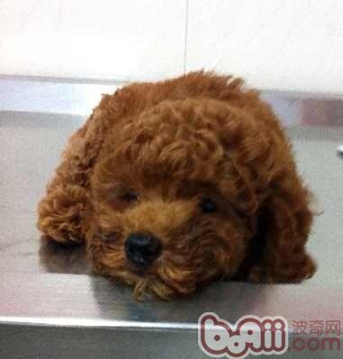 新犬进屋,行动指南 新犬进屋,行动指南