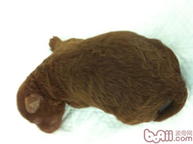 新犬进屋,行动指南 新犬进屋,行动指南