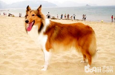 苏格兰牧羊犬优缺点 苏格兰牧羊犬优缺点