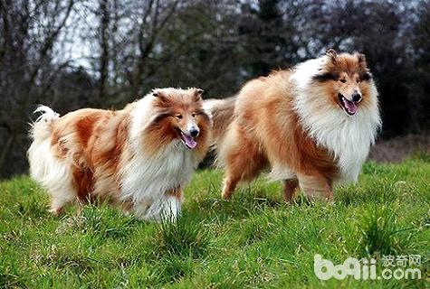 苏格兰牧羊犬优缺点 苏格兰牧羊犬优缺点