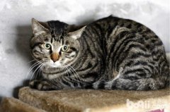 猫百科