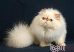 猫百科