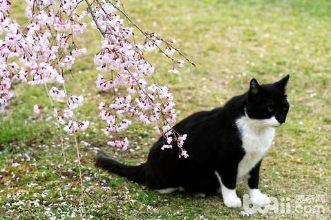 乌云踏雪猫怎么养