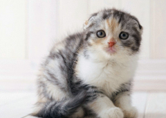 猫百科