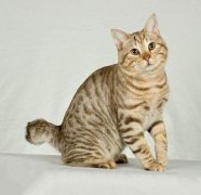 猫百科