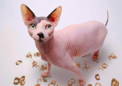猫百科