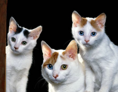 猫百科