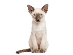 猫百科