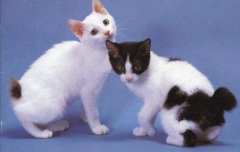 猫百科