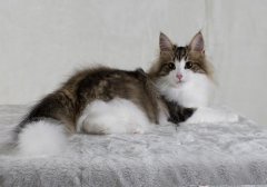 猫百科