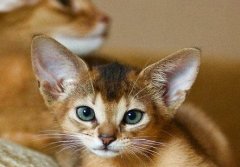 猫百科