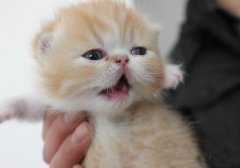 猫百科