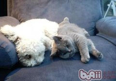 猫百科