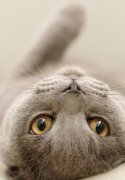 猫百科