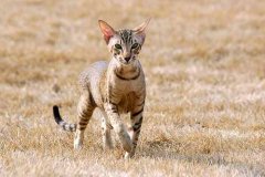 猫百科