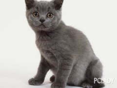 猫百科