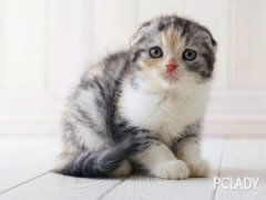 猫百科