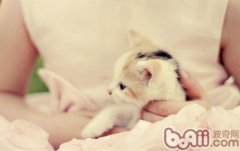 猫百科