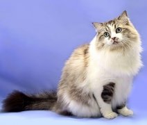 猫百科
