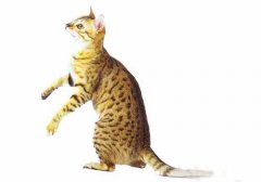 猫百科