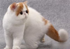 猫百科