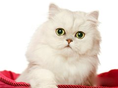 猫百科
