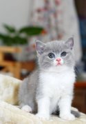 猫百科