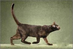 猫百科