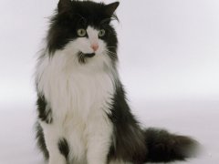 猫百科
