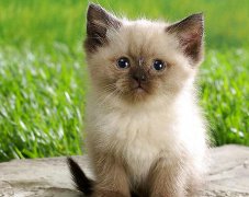 猫百科