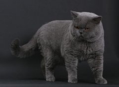 猫百科