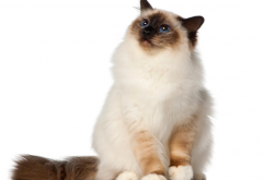猫百科