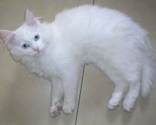 猫百科
