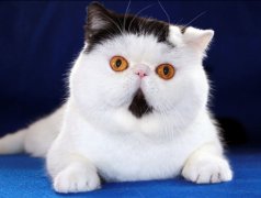 猫百科