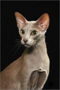 猫百科