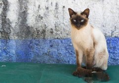 猫百科