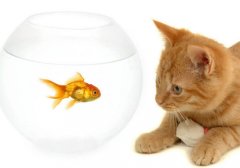 猫百科