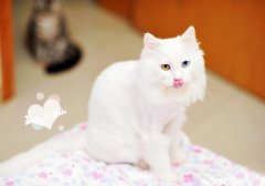 猫百科