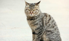 猫百科