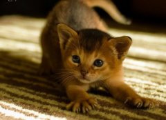 猫百科