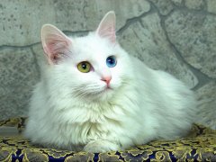 猫百科