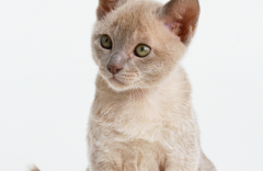 猫百科