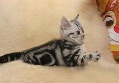 猫百科