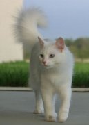 猫百科