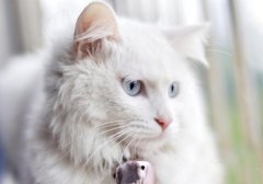 猫百科