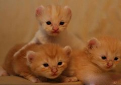 猫百科