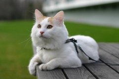 猫百科