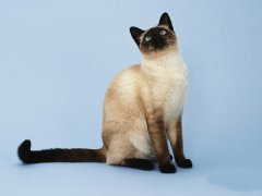 猫百科
